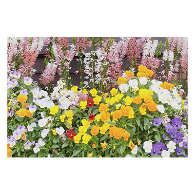 Tablou canvas cu flori "Garden full"