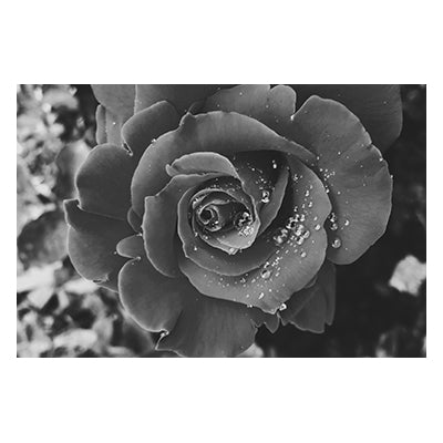 Tablou canvas alb negru "Petal color"