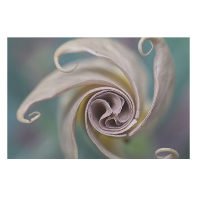 Tablou canvas cu flori "Twirl swirl"