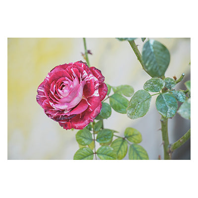 Tablou canvas cu flori "Une rose"